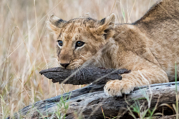 Lions Cubs Playing -3
