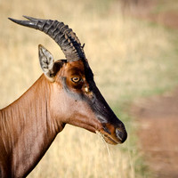Topi
