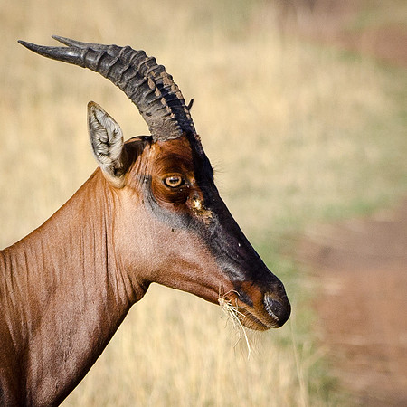 Topi