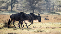 Wildebeest with Sunlight Through Mane - 2