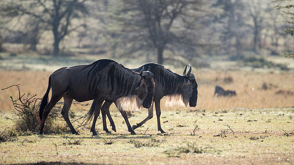 Wildebeest with Sunlight Through Mane - 2