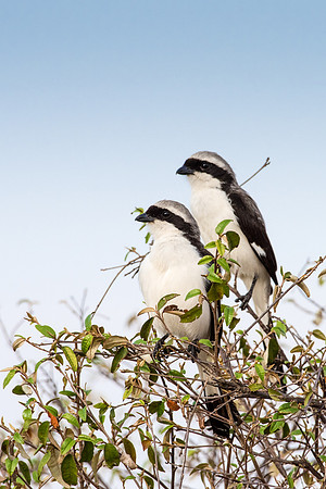Northern White Crowned Shrike