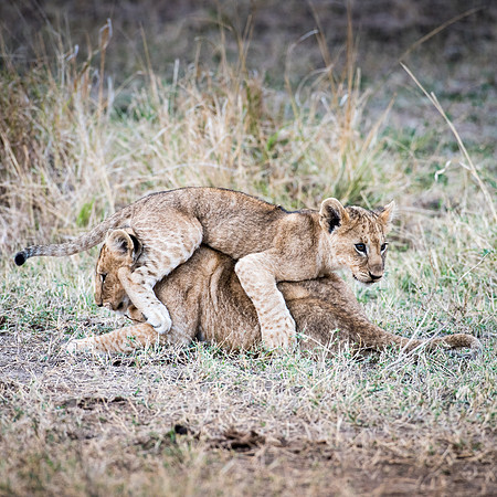 Lions Cubs Playing -5