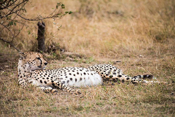 Cheetah Lying down -1
