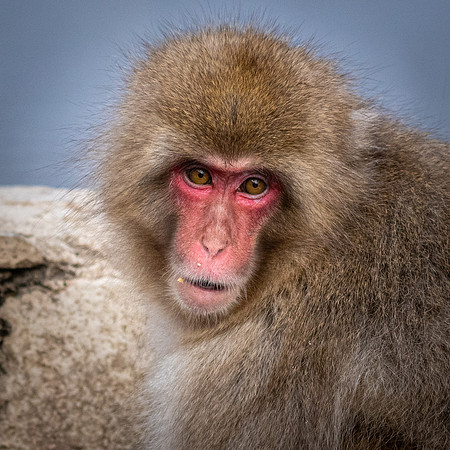 Snow Monkeys -2