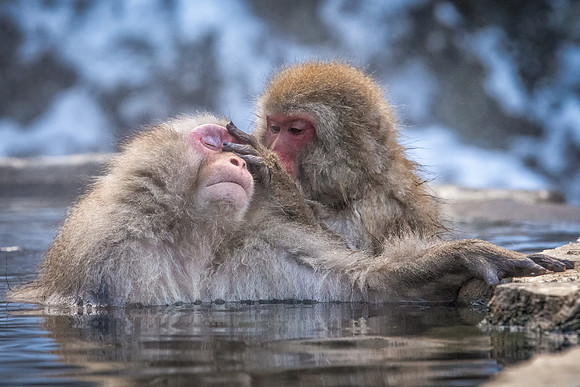 Snow Monkeys -27