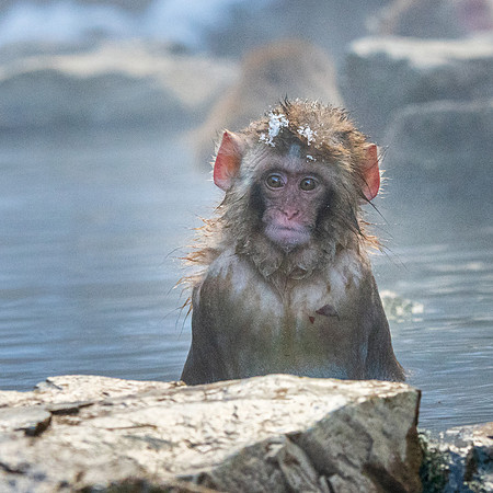 Snow Monkeys -23