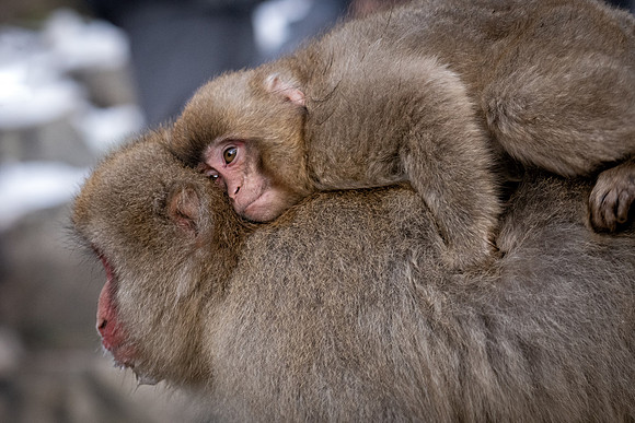 Snow Monkeys -8