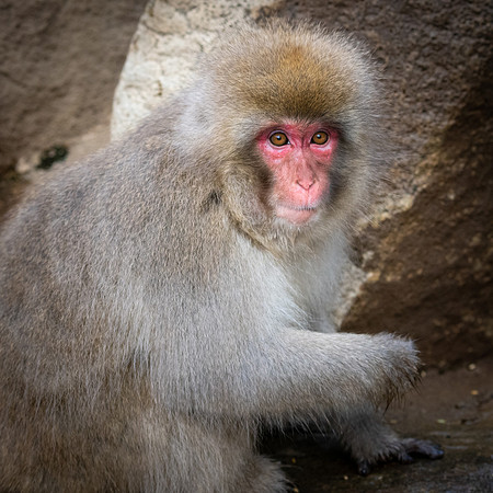 Snow Monkeys -4