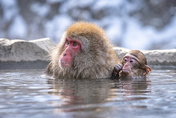 Snow Monkeys -26