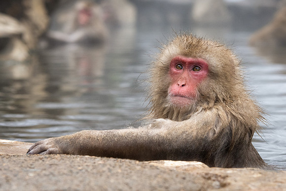 Snow Monkeys -36