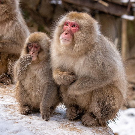 Snow Monkeys -43