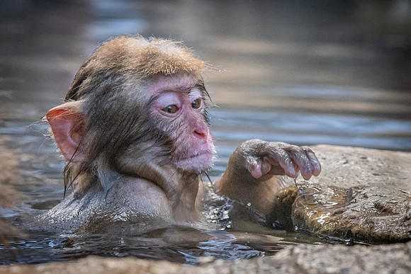 Snow Monkeys -28