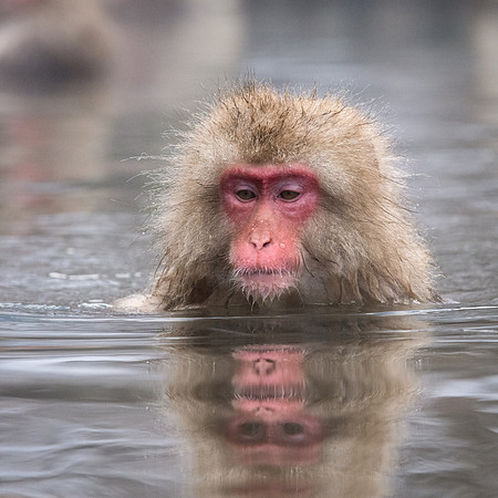 Snow Monkeys -34