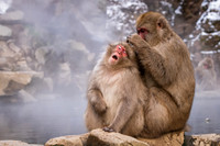 Snow Monkeys -12