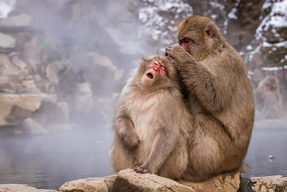 Snow Monkeys -12