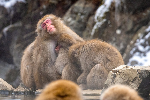 Snow Monkeys -37