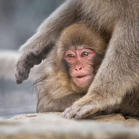 Snow Monkeys -7