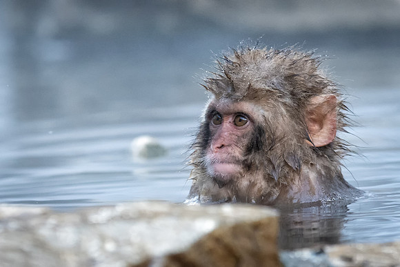 Snow Monkeys -13