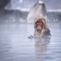 Snow Monkeys -14