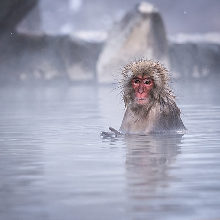 Snow Monkeys -14