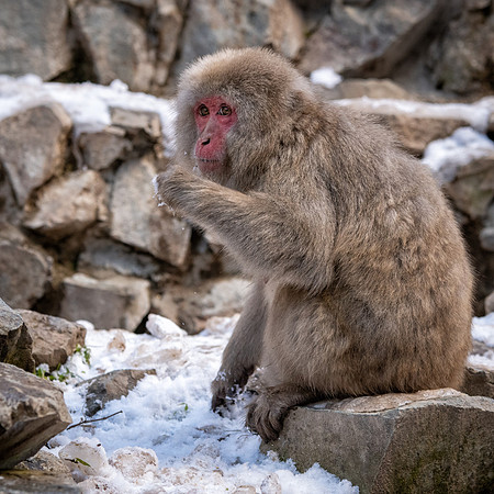 Snow Monkeys -44