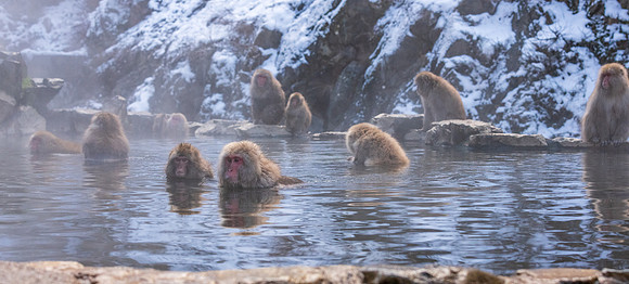 Snow Monkeys -29