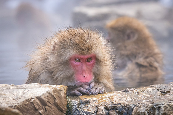 Snow Monkeys -20