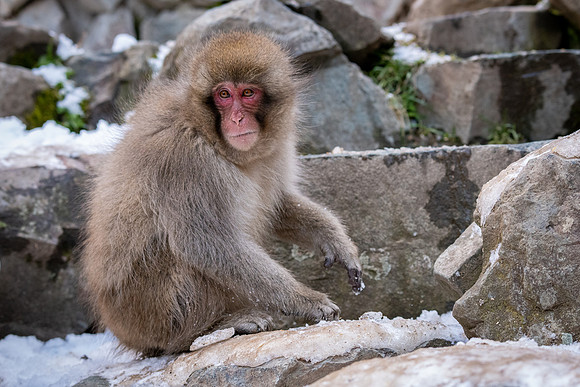 Snow Monkeys -46