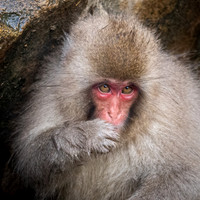 Snow Monkeys -3