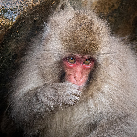 Snow Monkeys -3