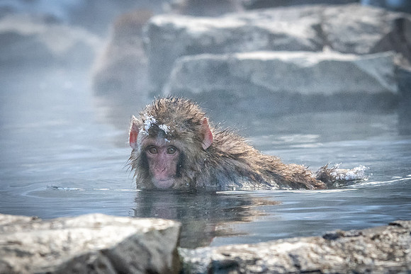 Snow Monkeys -22