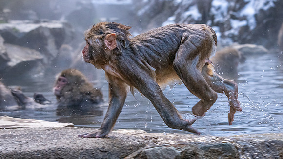 Snow Monkeys -31