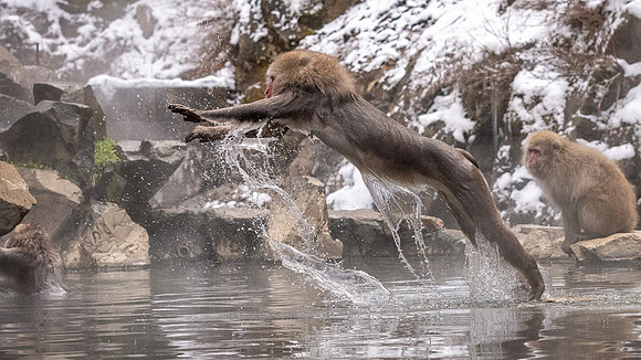 Snow Monkeys -42