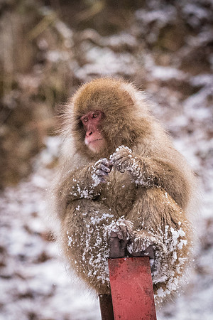 Snow Monkeys -32