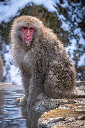 Snow Monkeys -30