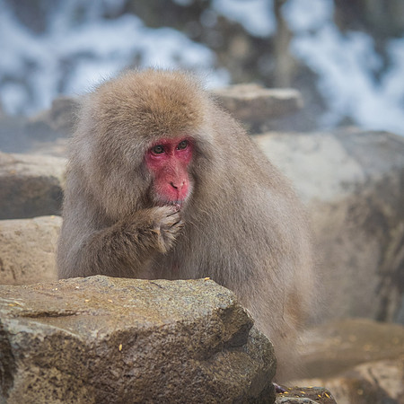 Snow Monkeys -1