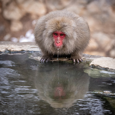 Snow Monkeys -45