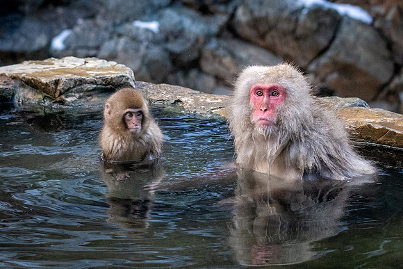 Snow Monkeys -25