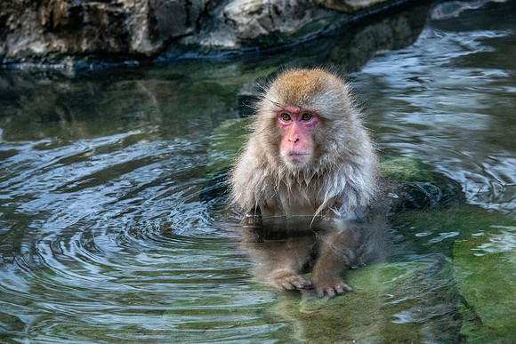 Snow Monkeys -24