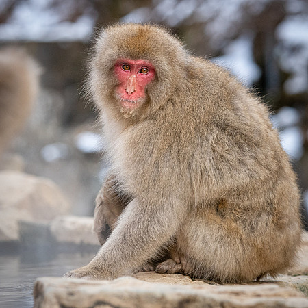 Snow Monkeys -5