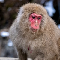 Snow Monkeys -9