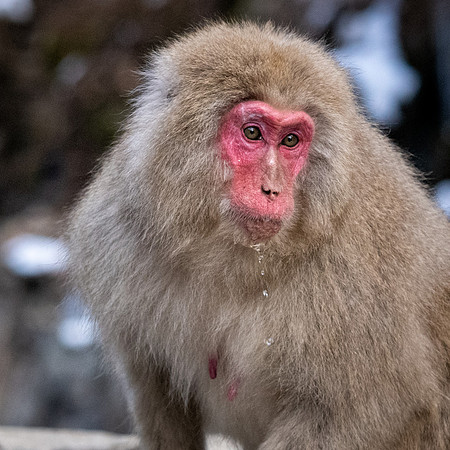 Snow Monkeys -9