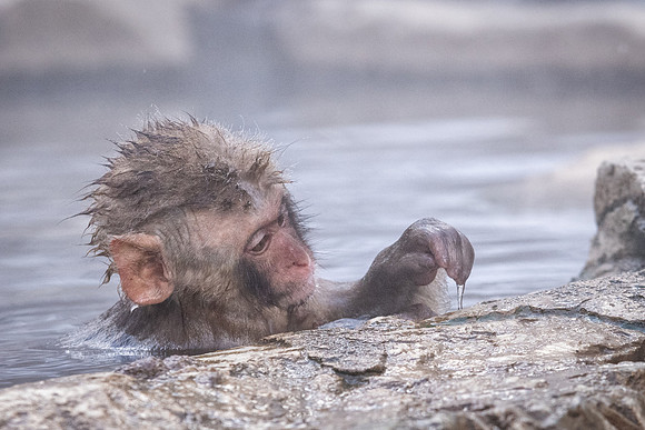 Snow Monkeys -17