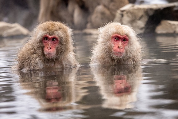 Snow Monkeys -38