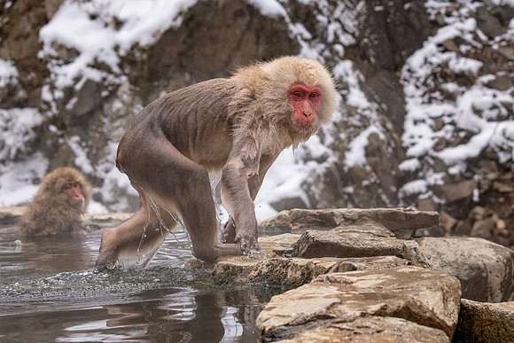 Snow Monkeys -40