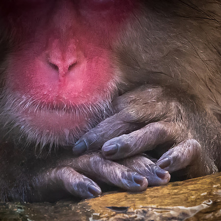 Monkey Hands