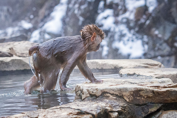 Snow Monkeys -19