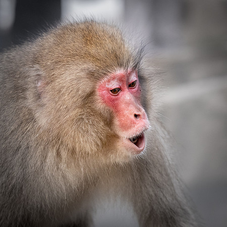 Snow Monkeys -11