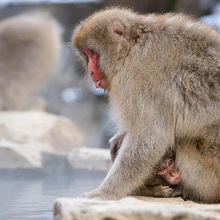 Snow Monkeys -6